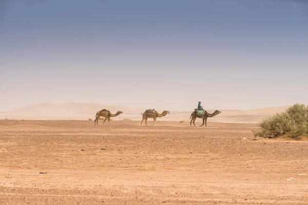 Caravana Camelo Atravessando Deserto Arenoso Marrocos — Fotografia de Stock