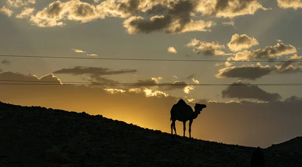 Camel Stojący Wzgórzu Błękitnym Niebem Tle Zachodzie Słońca Maroko — Zdjęcie stockowe