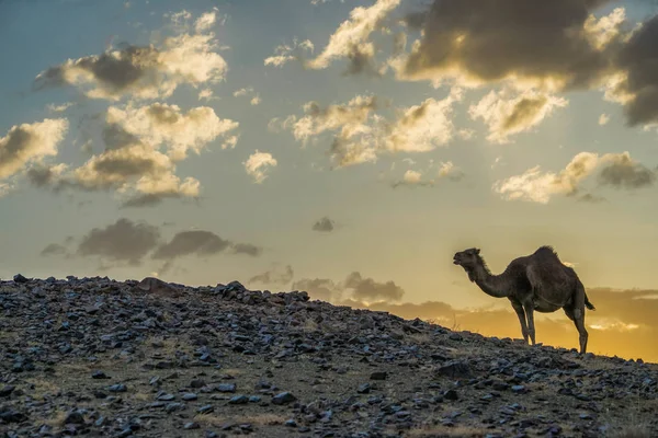 Camel Stojący Wzgórzu Błękitnym Niebem Tle Zachodzie Słońca Maroko — Zdjęcie stockowe