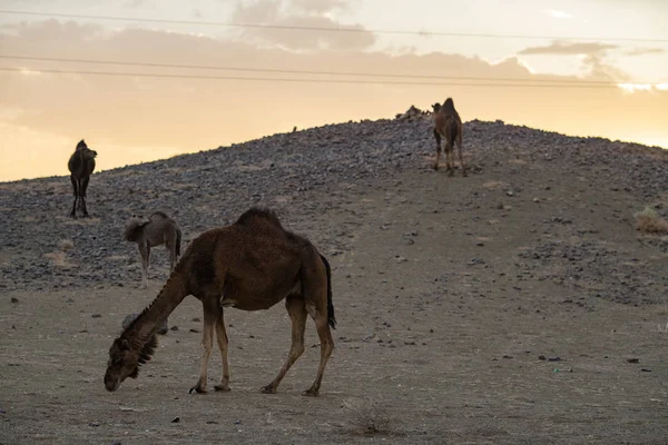 Wielbłądów Stojących Wzgórzu Błękitnym Niebem Tle Zachodzie Słońca Maroko — Zdjęcie stockowe