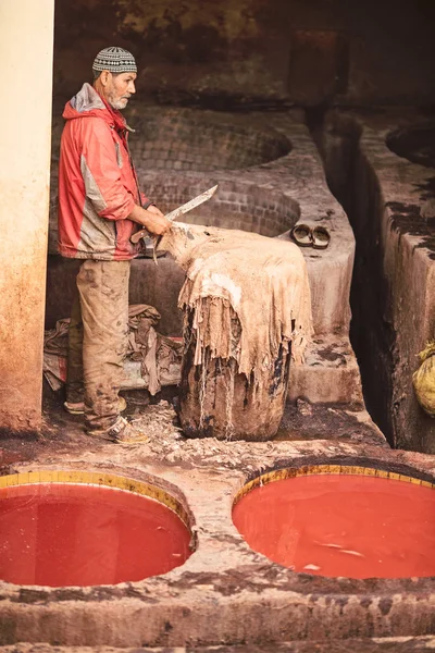 Fes, Fas eski tabakhane de bronzlaşma için geleneksel şekilde deri hazırlayan büyük bıçak ile adam 