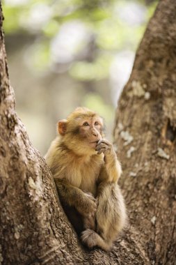 Sedir ormanlarında dinlenen Berberi Makak maymunu, Fas 