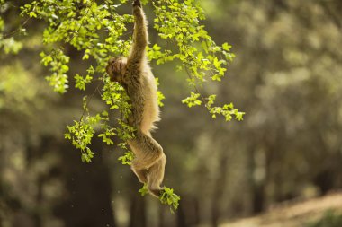Sedir ormanlarında dinlenen Berberi Makak maymunu, Fas 