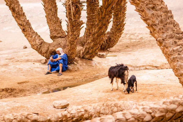 Homem Relaxando Perto Grande Palmeira Entre Dunas Areia Erg Cheggaga — Fotografia de Stock