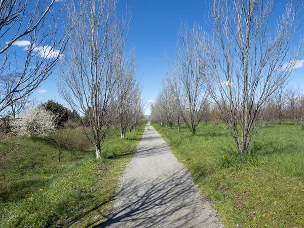 伦巴第 意大利 在春天被称为帕尔科 Grugnotorto 的公园 — 图库照片