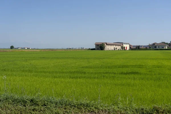 Kırsal Lignana Yolu Ronsecco Çevre Vercelli Piedmont Talya Yaz Boyunca — Stok fotoğraf