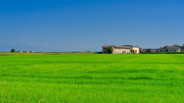 Kırsal Lignana yolu Ronsecco, çevre Vercelli, Piedmont, İtalya, yaz boyunca