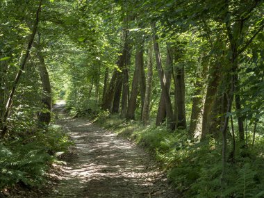 Agrate Conturbia, Novara, Piedmont, İtalya, yakınındaki ormanda yaz, yol