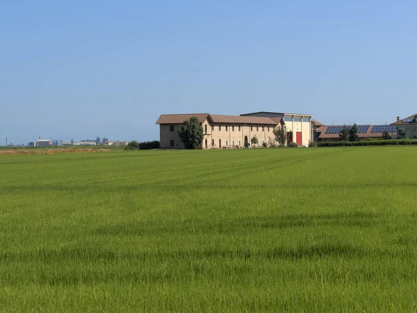 Campo Longo Estrada Lignana Para Ronsecco Perto Vercelli Piemonte Itália — Fotografia de Stock