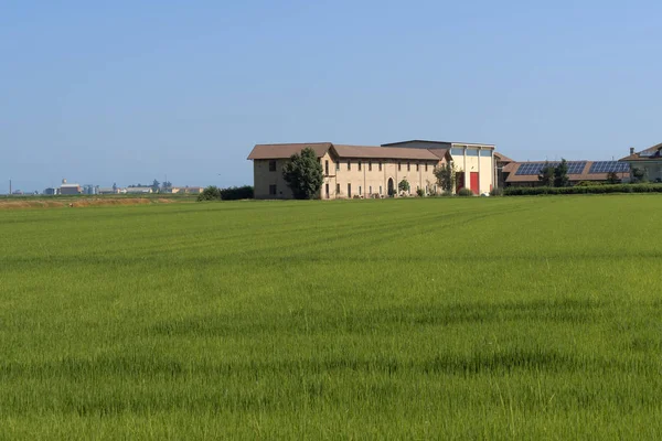 Kırsal Lignana Yolu Ronsecco Çevre Vercelli Piedmont Talya Yaz Boyunca — Stok fotoğraf