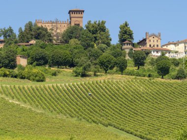 Üzüm bağları Gabiano, Alessandria, Monferrato, Piedmont, İtalya. Yaz manzara