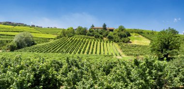 Langhe Barbaresco, Cuneo, Piedmont, İtalya, yaz, üzüm bağları