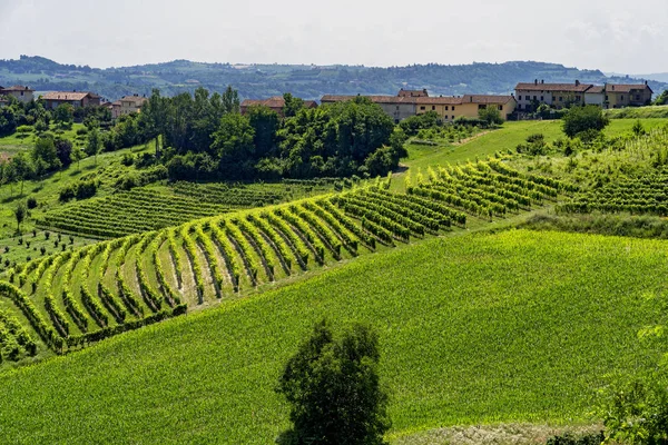 Droga Govone San Martino Alfieri Asti Monferrato Piemont Włochy Lato — Zdjęcie stockowe