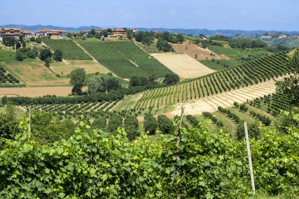 Camino Govone San Martino Alfieri Asti Monferrato Piamonte Italia Verano —  Fotos de Stock