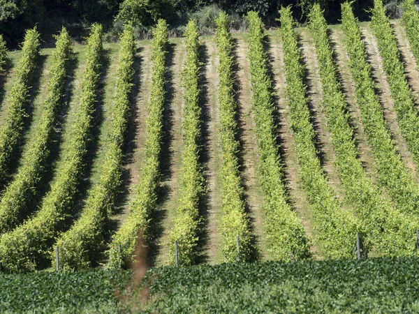 Winnice Gabiano Alessandria Monferrato Piemont Włochy Krajobraz Lato — Zdjęcie stockowe