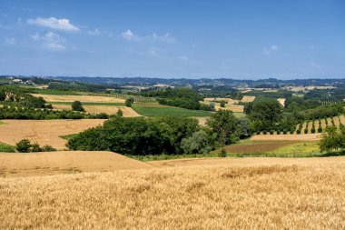 Yaz, San Martino Alfieri, Asti, Monferrato, Piedmont, İtalya, Antignano yoldan