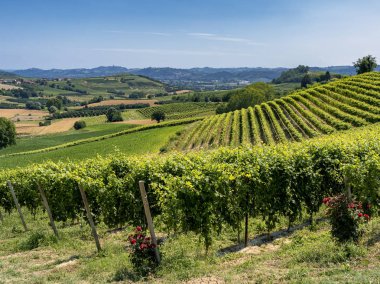 Yaz, San Martino Alfieri, Asti, Monferrato, Piedmont, İtalya, Govone yoldan