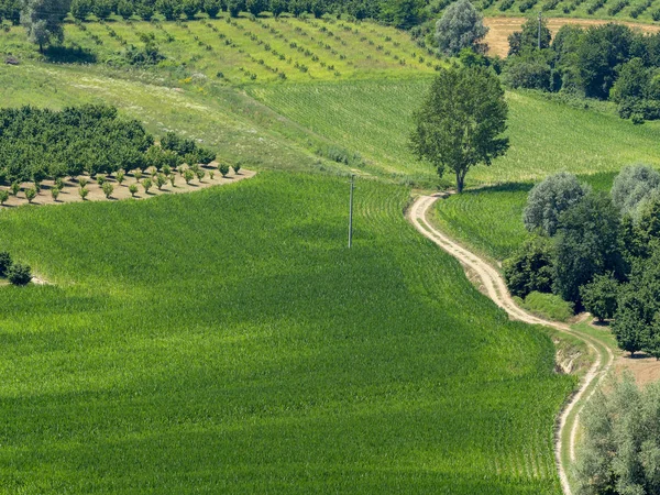 Cesta Govone San Martino Alfieri Asti Monferrato Piemont Itálie Létě — Stock fotografie