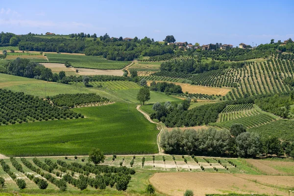Vägen Till Govone Och San Martino Alfieri Asti Monferrato Piemonte — Stockfoto