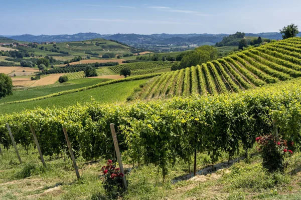 Cesta Govone San Martino Alfieri Asti Monferrato Piemont Itálie Letní — Stock fotografie