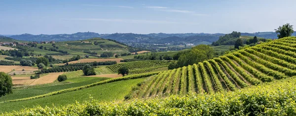 Cesta Govone San Martino Alfieri Asti Monferrato Piemont Itálie Letní — Stock fotografie