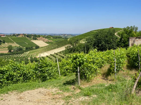 Camino Govone San Martino Alfieri Asti Monferrato Piamonte Italia Verano —  Fotos de Stock