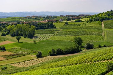 Yaz, San Martino Alfieri, Asti, Monferrato, Piedmont, İtalya, Govone yoldan