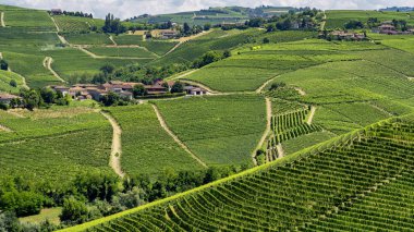 Langhe Barbaresco, Cuneo, Piedmont, İtalya, yaz, üzüm bağları