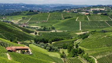 Langhe Barbaresco ve Alba, Cuneo, Piedmont, İtalya, üzüm bağları, yaz