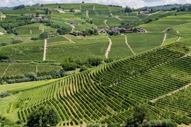 Langhe Barbaresco, Cuneo, Piedmont, İtalya, yaz, üzüm bağları