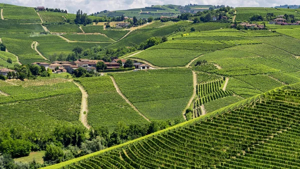 Vingårdarna Langhe Nära Barbaresco Cuneo Piemonte Italien Sommaren — Stockfoto