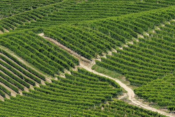 Wijngaarden Langhe Buurt Van Barbaresco Alba Cuneo Piemonte Zomer — Stockfoto