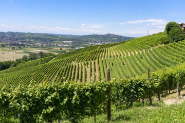 Langhe Barbaresco, Cuneo, Piedmont, İtalya, yaz, üzüm bağları