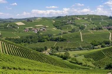 Langhe Barbaresco, Cuneo, Piedmont, İtalya, yaz, üzüm bağları