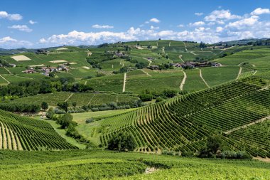 Langhe Barbaresco, Cuneo, Piedmont, İtalya, yaz, üzüm bağları