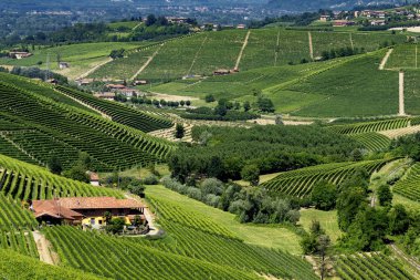 Langhe Barbaresco ve Alba, Cuneo, Piedmont, İtalya, üzüm bağları, yaz