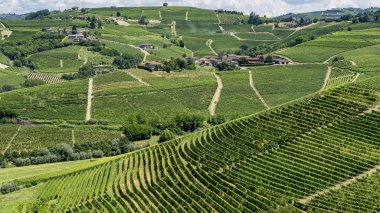 Langhe Barbaresco, Cuneo, Piedmont, İtalya, yaz, üzüm bağları