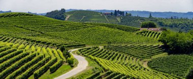 Langhe Barbaresco ve Alba, Cuneo, Piedmont, İtalya, üzüm bağları, yaz