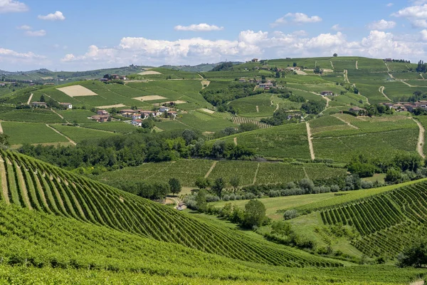 Αμπελώνες Στην Langhe Κοντά Barbaresco Κούνεο Πιεμόντε Italy Στο Καλοκαίρι — Φωτογραφία Αρχείου