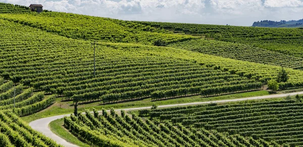 Vingårdarna Langhe Nära Barbaresco Och Alba Cuneo Piemonte Italien Sommaren — Stockfoto