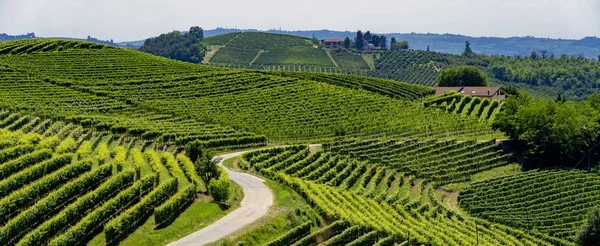 Winnice Langhe Pobliżu Barbaresco Alba Cuneo Piemont Włochy Lato — Zdjęcie stockowe