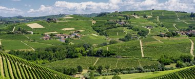 Langhe Barbaresco, Cuneo, Piedmont, İtalya, yaz, üzüm bağları