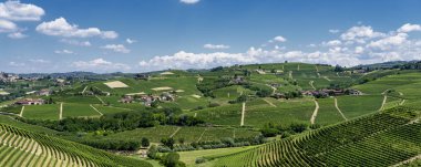 Langhe Barbaresco, Cuneo, Piedmont, İtalya, yaz, üzüm bağları