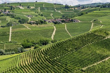 Langhe Barbaresco, Cuneo, Piedmont, İtalya, yaz, üzüm bağları