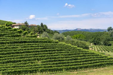 Langhe Barbaresco, Cuneo, Piedmont, İtalya, yaz, üzüm bağları