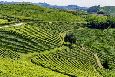 Langhe Barbaresco ve Alba, Cuneo, Piedmont, İtalya, üzüm bağları, yaz