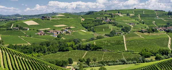 Vinhedos Langhe Perto Barbaresco Cuneo Piemonte Itália Verão — Fotografia de Stock