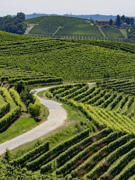 Vineyards Langhe Barbaresco Alba Cuneo Piedmont Italy Summer — Stock Photo, Image