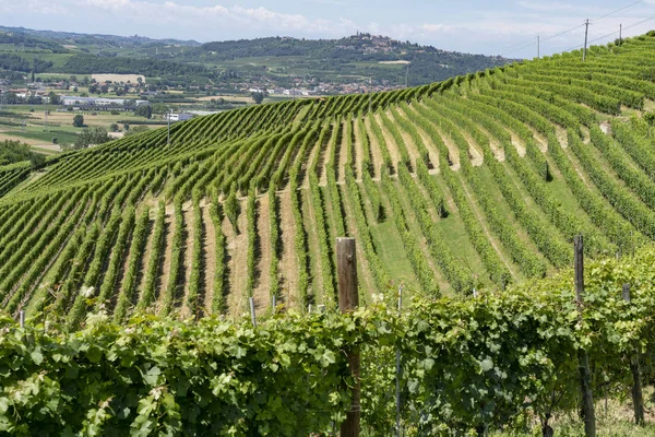 Vignobles Dans Les Langhe Près Barbaresco Cuneo Piémont Italie Été — Photo