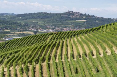 Langhe Barbaresco, Cuneo, Piedmont, İtalya, yaz, üzüm bağları